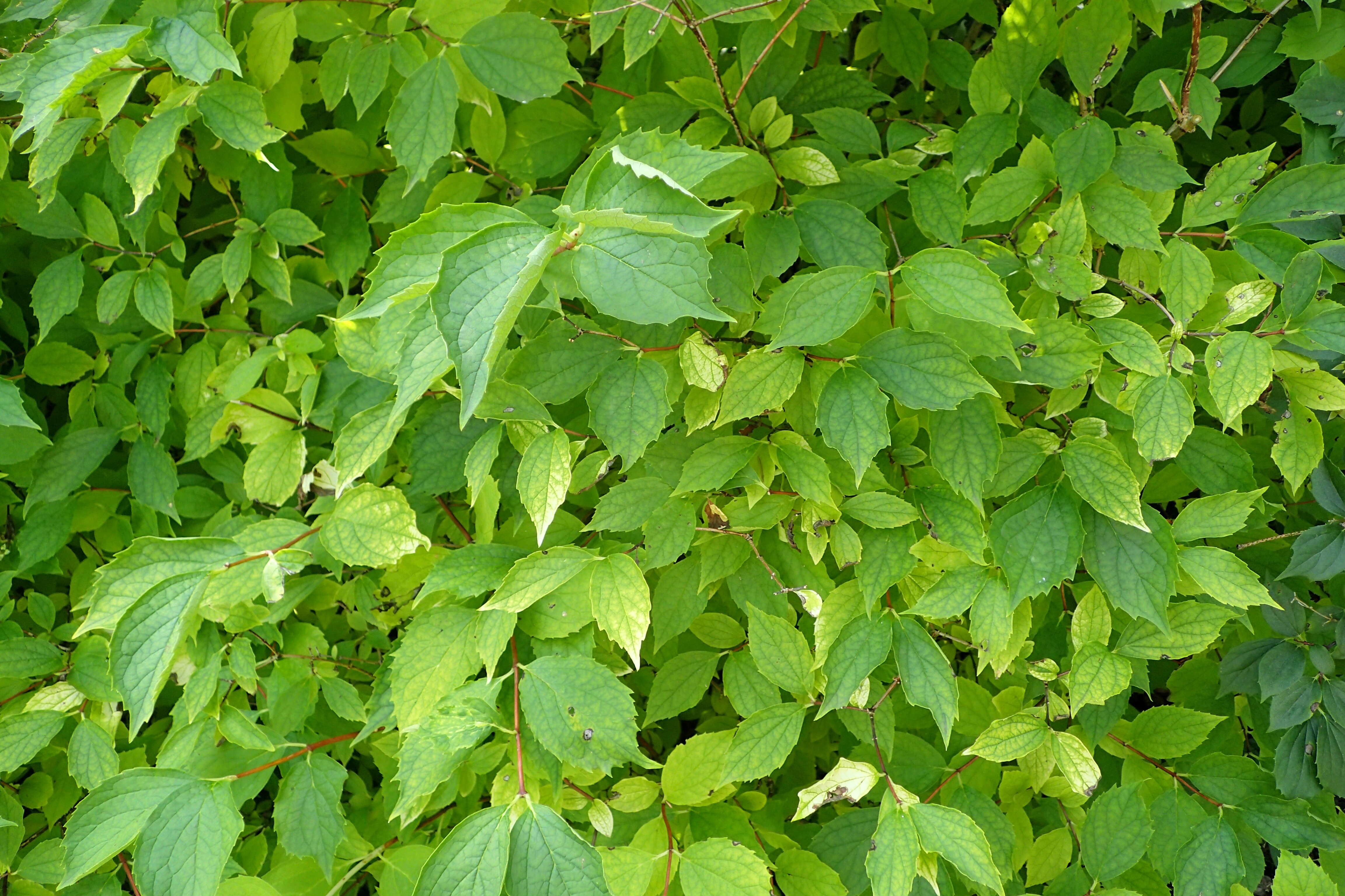 Image of sweet mock orange