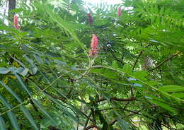 Image of staghorn sumac