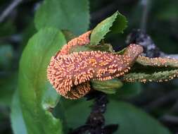 Слика од Puccinia graminis Pers. 1794