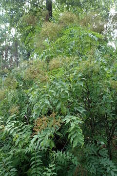 Image of false spiraea