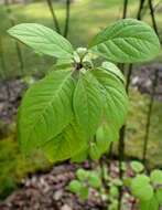 Image of Syringa komarowii C. K. Schneid.