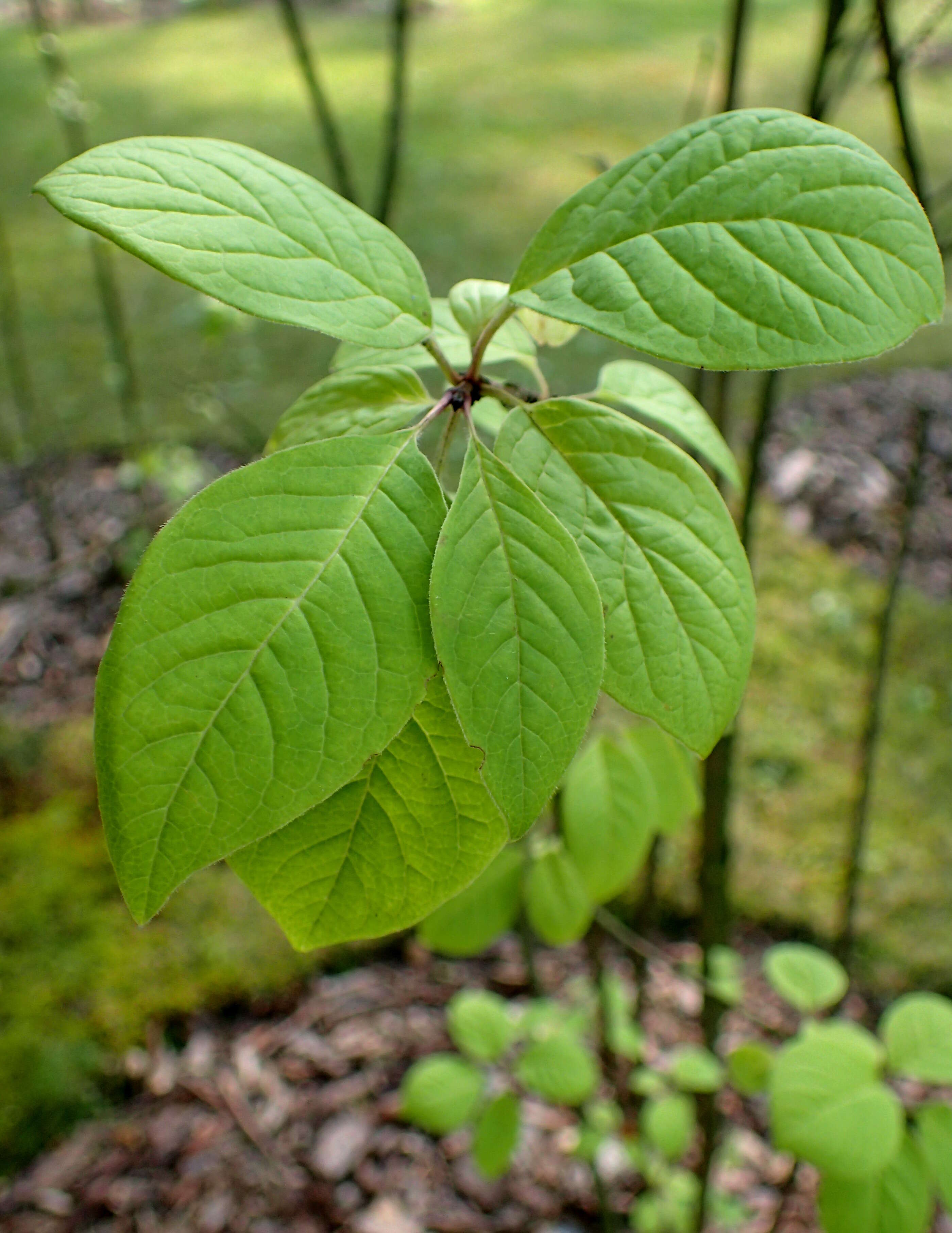 Image of Syringa komarowii C. K. Schneid.