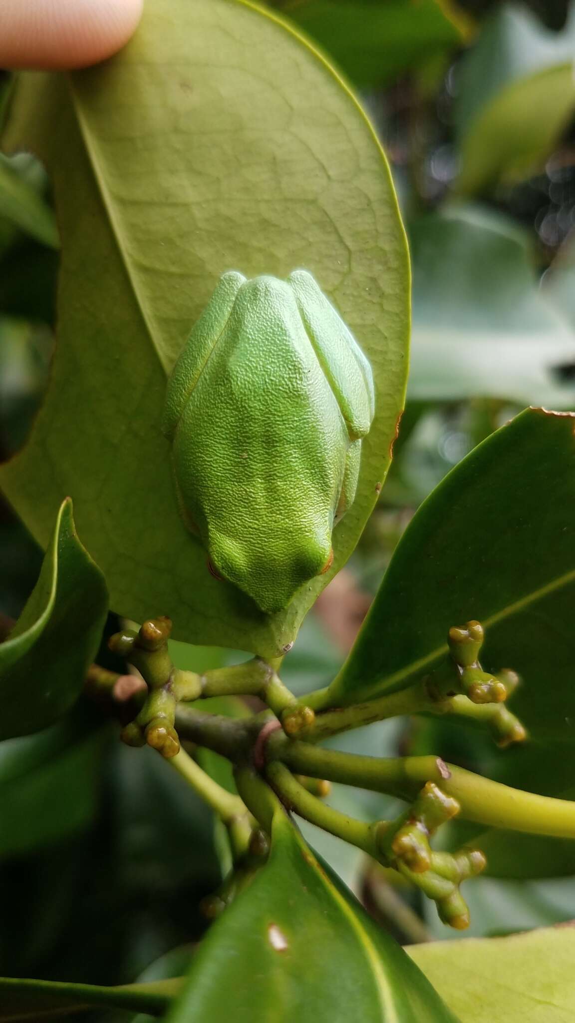 Ranoidea gracilenta (Peters 1869) resmi