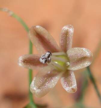 Image of Drimia intricata (Baker) J. C. Manning & Goldblatt