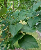 Image of Tilia miqueliana Maxim.