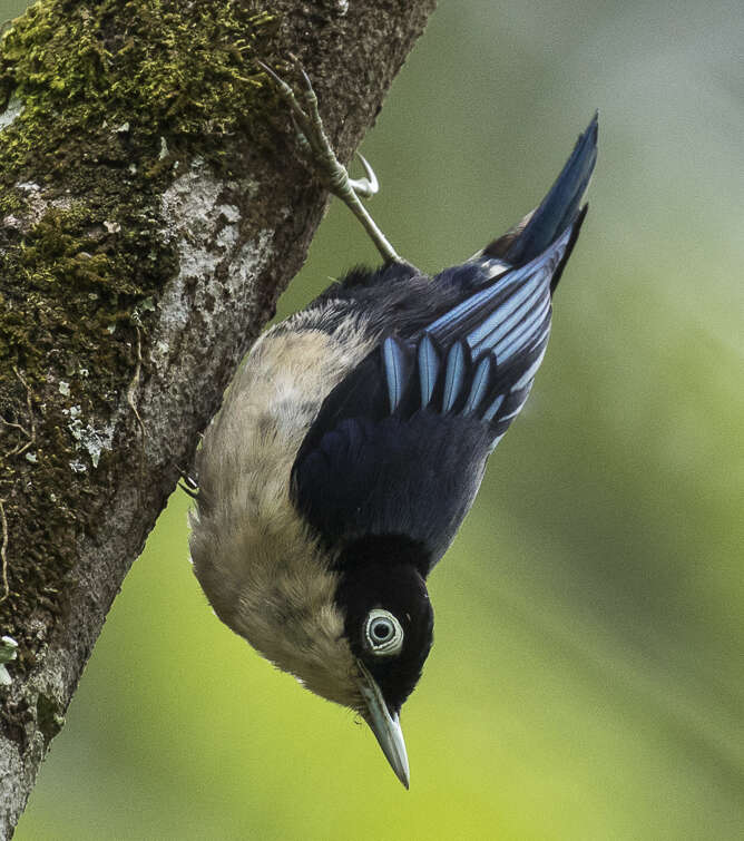 Image of Blue Nuthatch