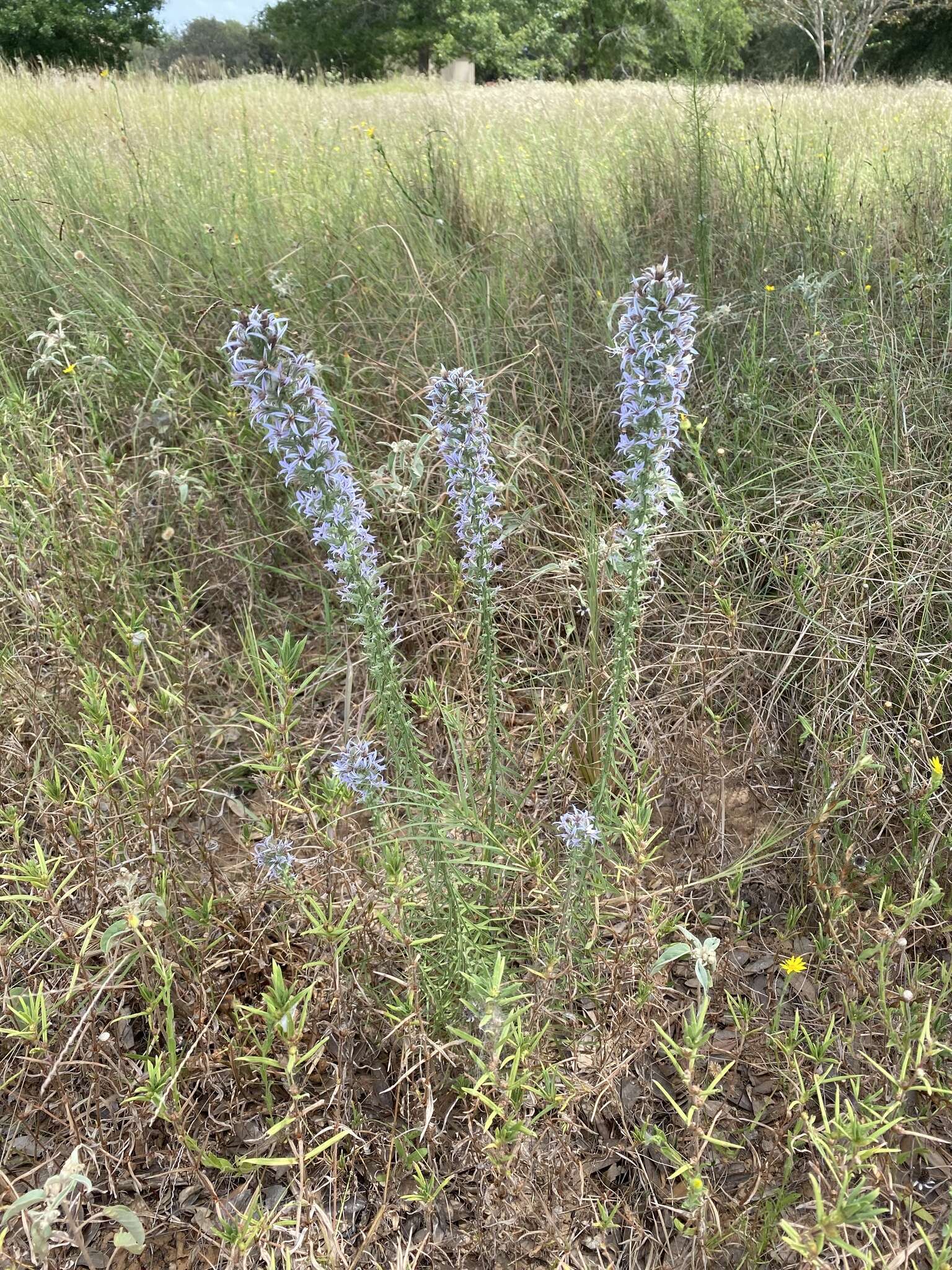 Image de Liatris carizzana (Gaiser) G. L. Nesom