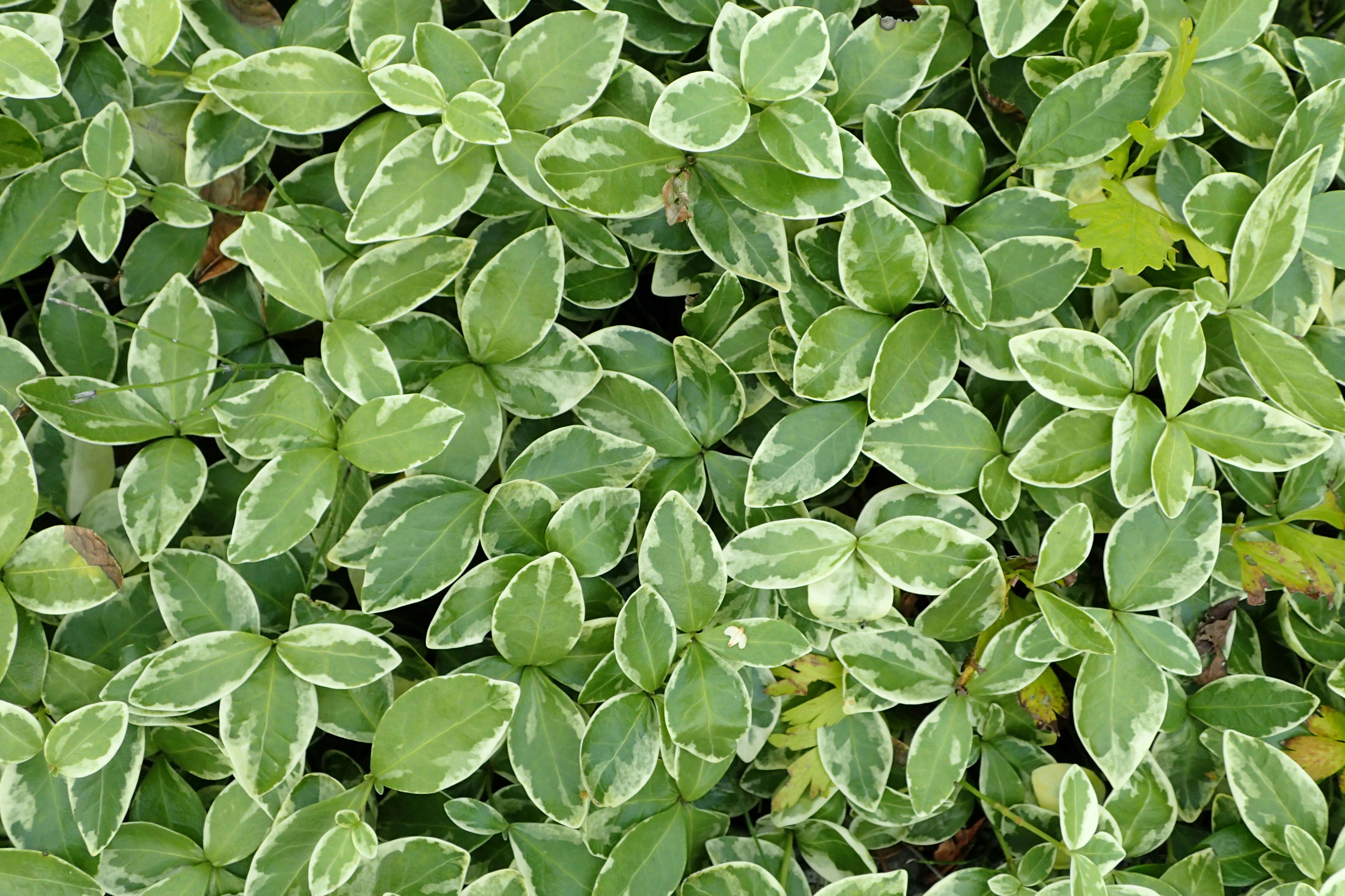 Image of Common Periwinkle