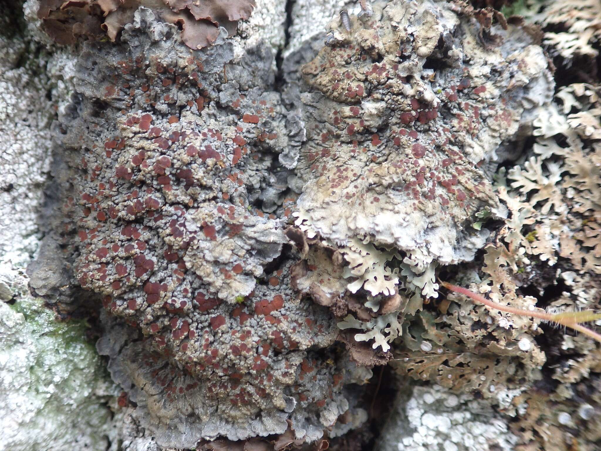 Image of degelia lichen