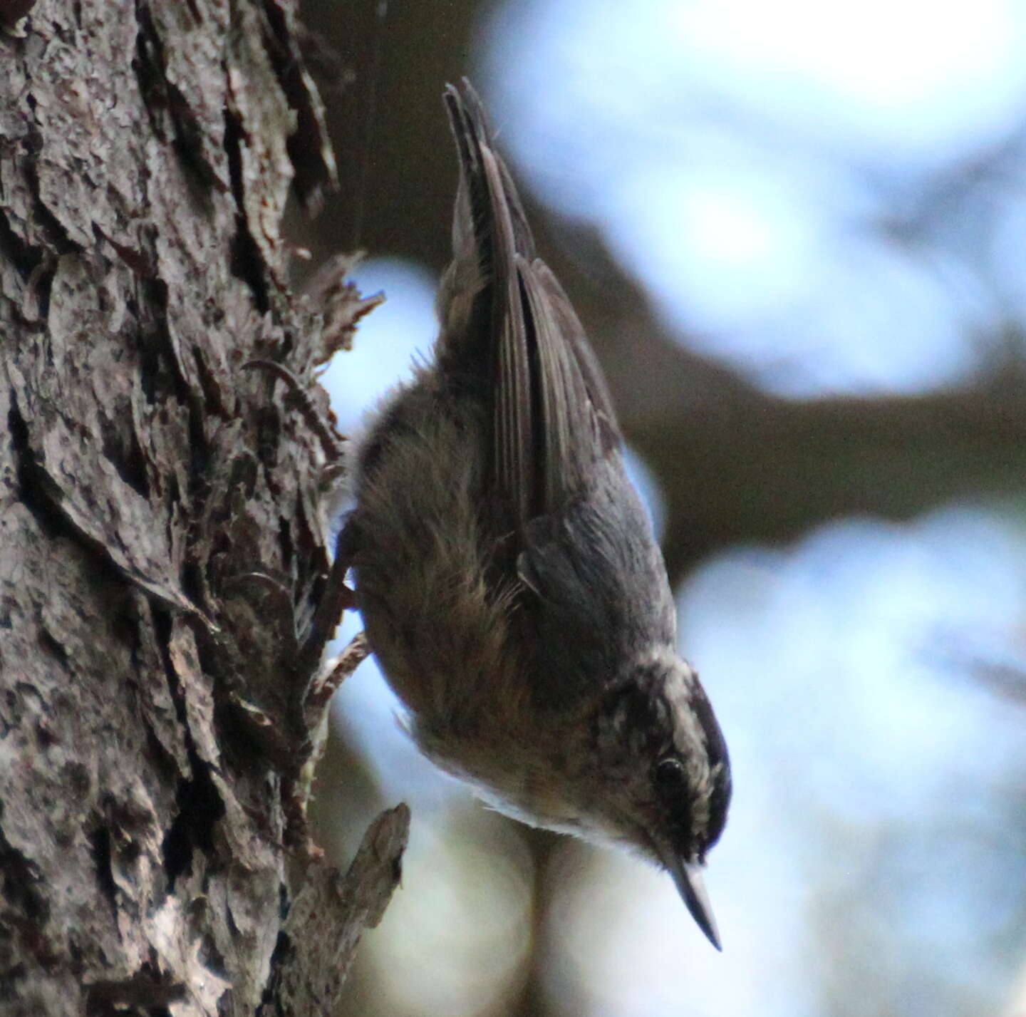 Image of Chinese Nuthatch