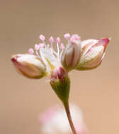 Image of kidneyshape buckwheat