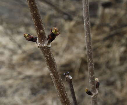 Image of red elder