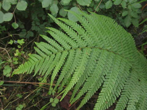 Image of Dryopteris affinis (Lowe) Fraser-Jenkins