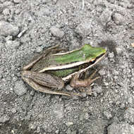 Image of Common Green Frog