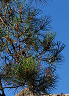 Pinus attenuata Lemmon的圖片