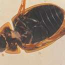 Image of Enochrus (Methydrus) pygmaeus nebulosus (Say 1824)