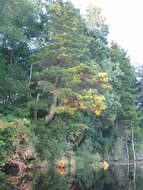 Image of Atlantic White Cedar