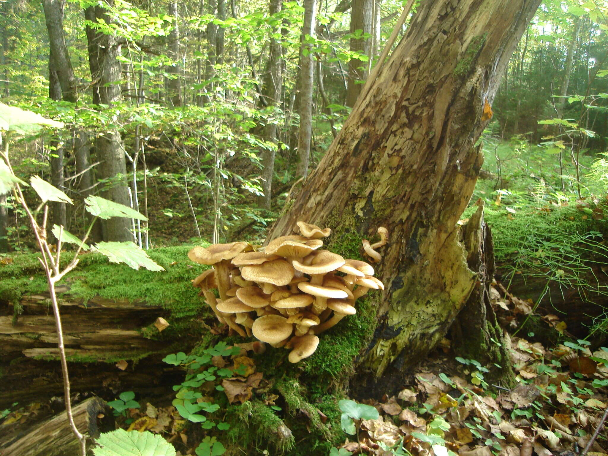 Image of Honey Fungus