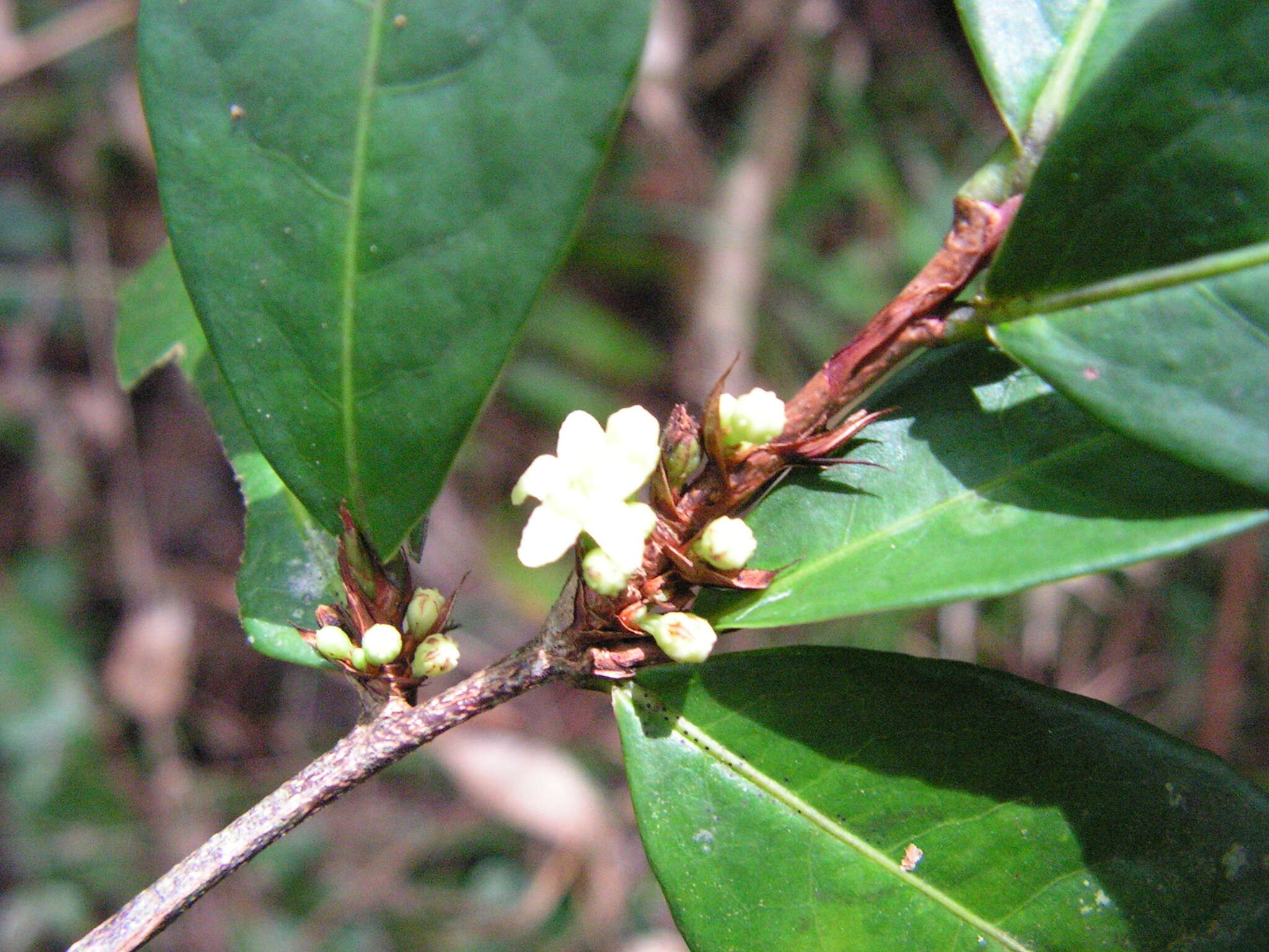 Image of Erythroxylum mucronatum Benth.