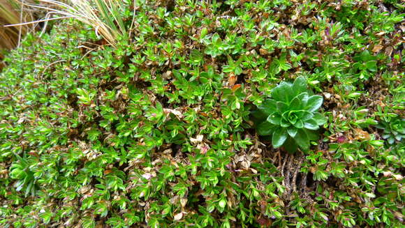 Image of Arenaria oresbia Greenm.