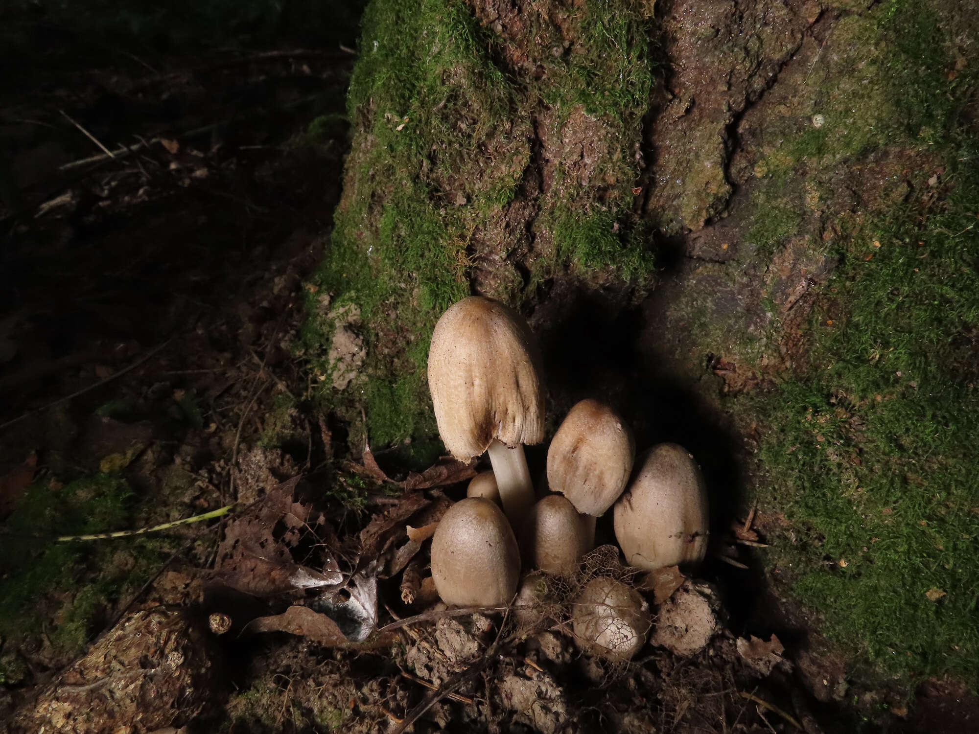 Image of Coprinopsis alopecia (Lasch) La Chiusa & Boffelli 2017