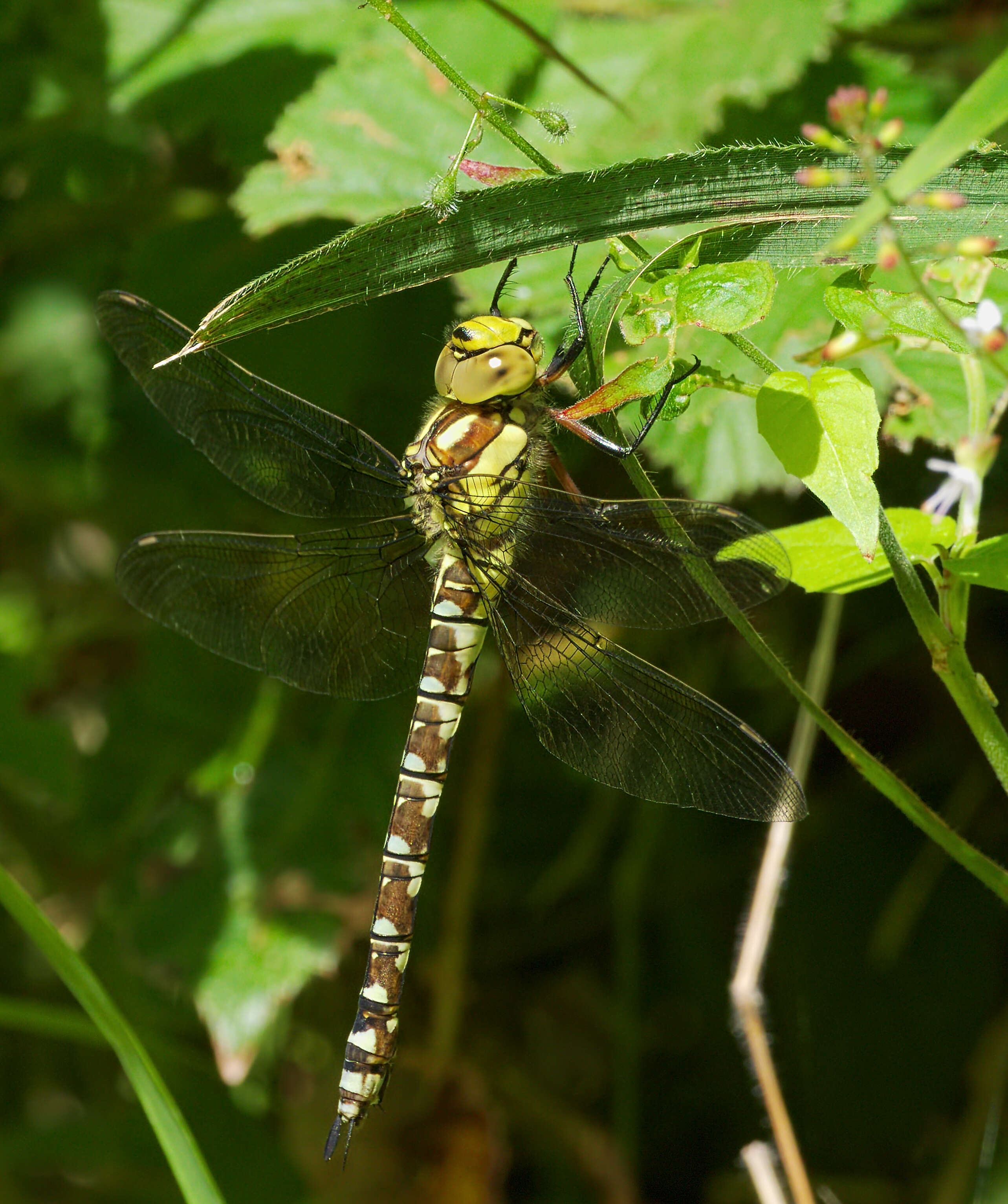 Aeshna cyanea (Müller 1764) resmi