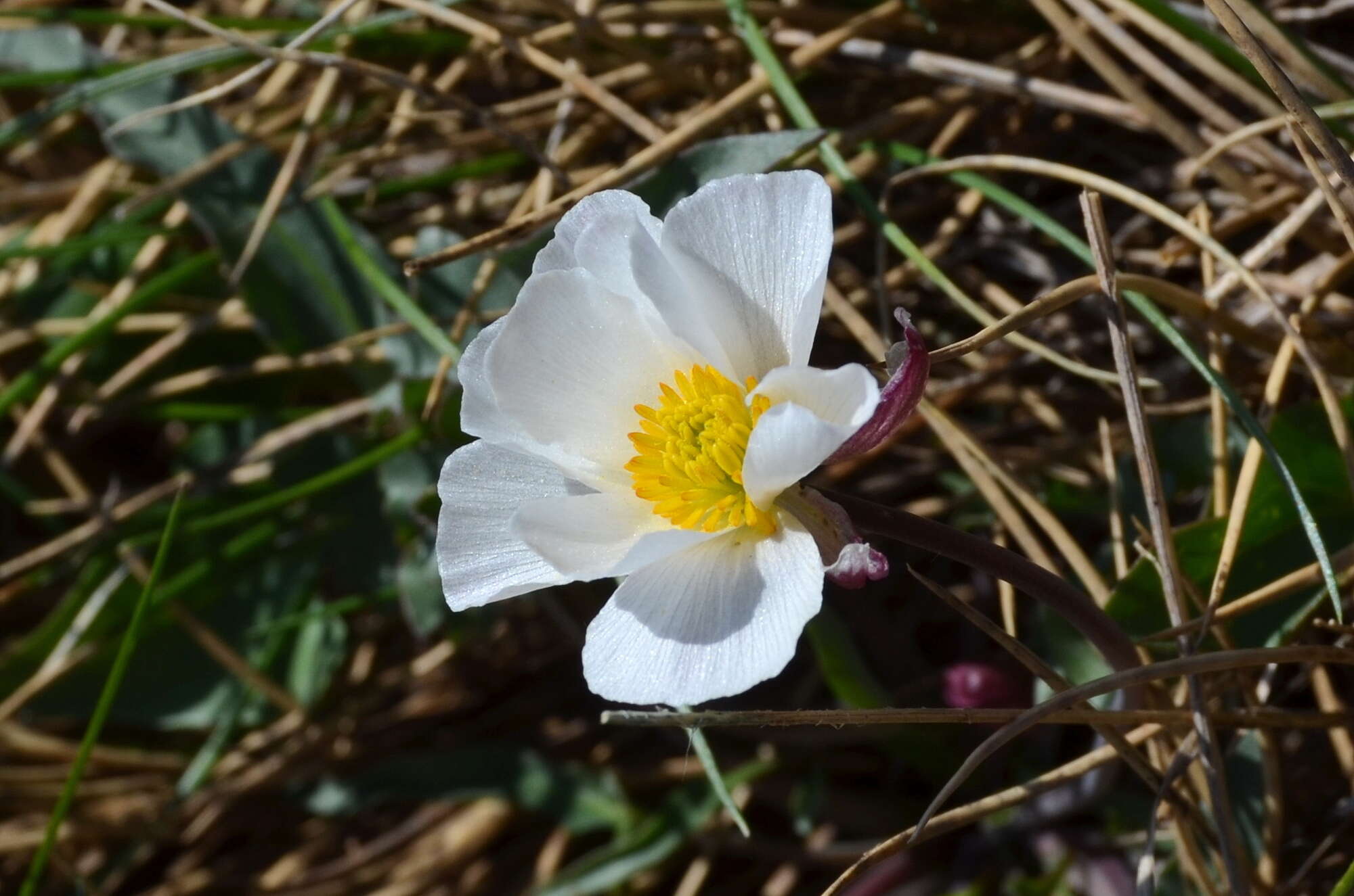 Слика од Ranunculus acetosellifolius Boiss.