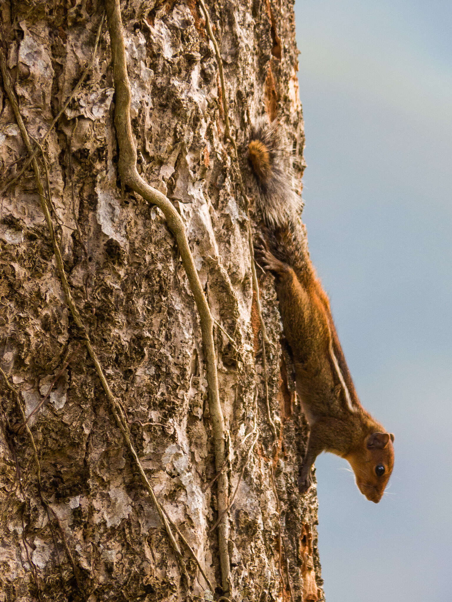 Sivun Funambulus tristriatus (Waterhouse 1837) kuva