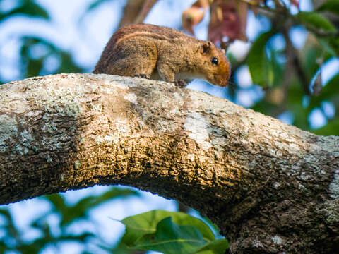 Image of Jungle Palm Squirrel