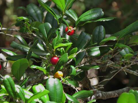 Image de Diospyros compacta (R. Br.) Kosterm.