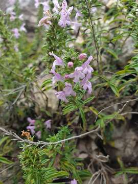 Image of Satureja subspicata Bartl. ex Vis.