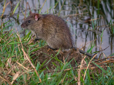 Image of Indian Mole-rat