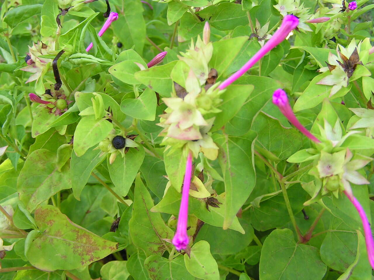 Image of Four o'Clock flower