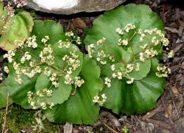 Image of Crassula umbella Jacq.