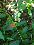 Image of Green Woodland Orchid