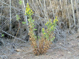 Image of Strong-smelling Inula