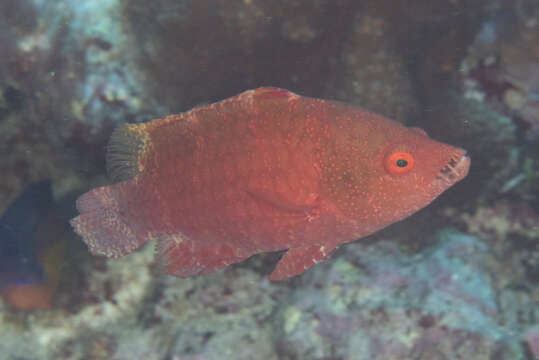 Image of Snooty wrasse