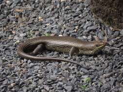 Image of Short-necked Skink