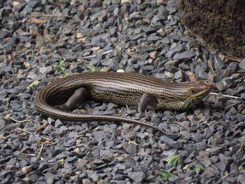 Image of Short-necked Skink