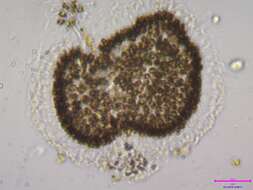 Image of Woronichinia naegeliana