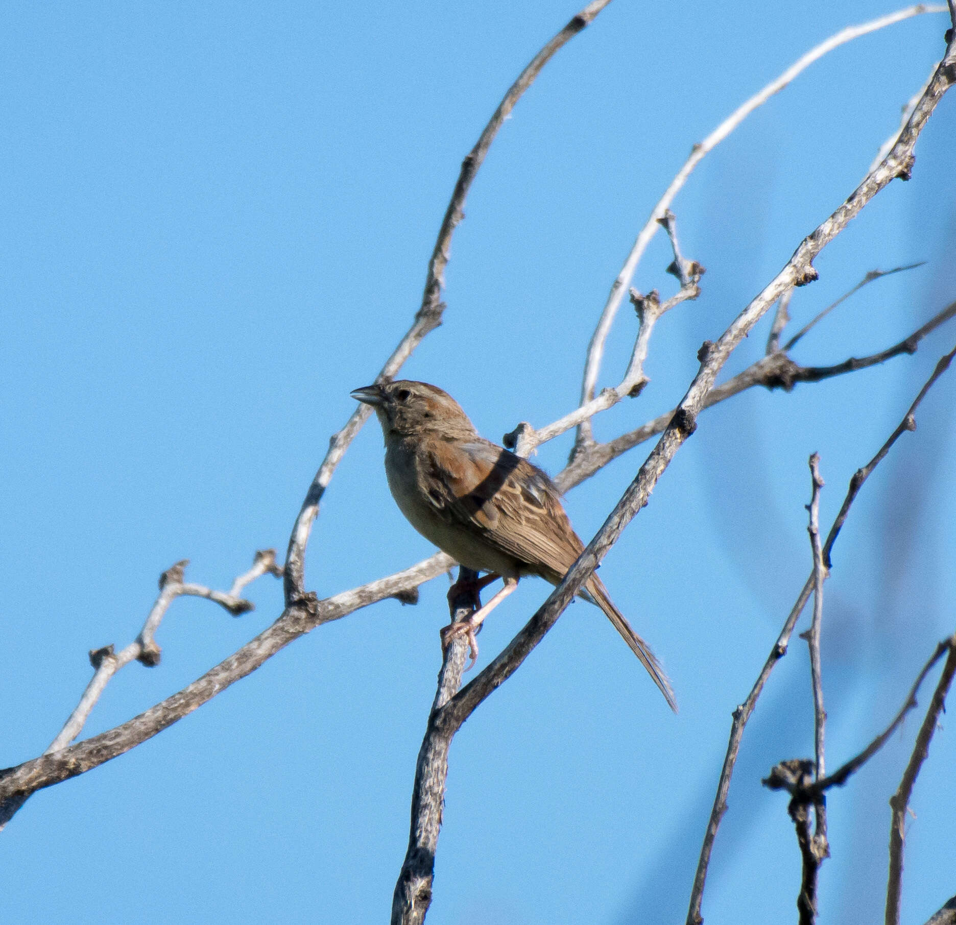 Image of Botteri's Sparrow