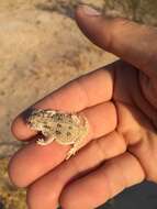 Image of Flat-tailed Horned Lizard