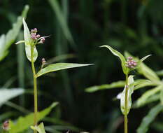 Image de Lactuca sibirica (L.) Maxim.