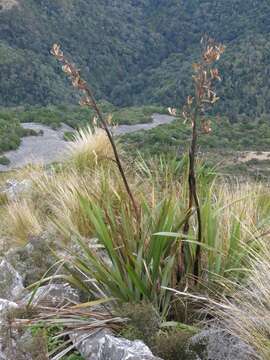 Image of New Zealand flax