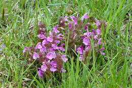 Imagem de Pedicularis sylvatica L.