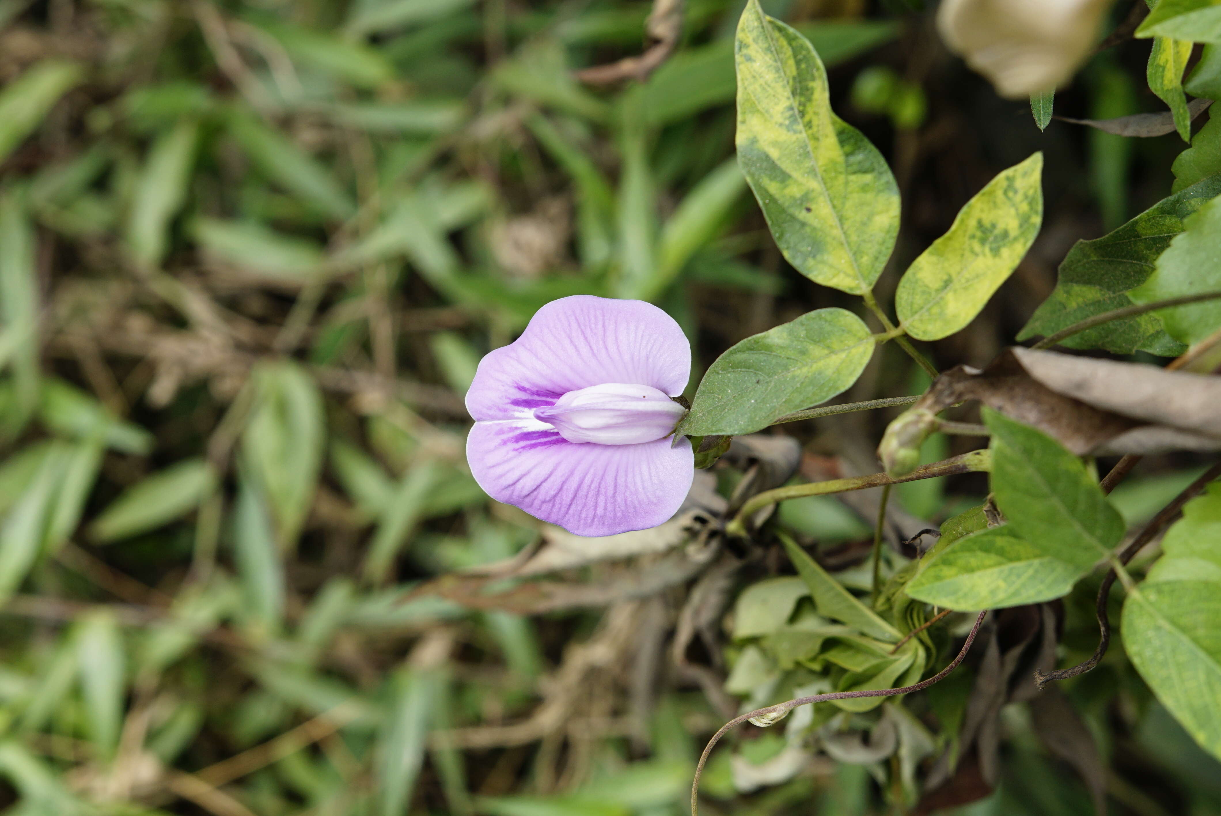 Image of flor de conchitas