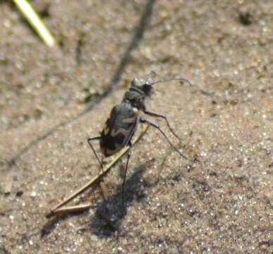 Image of Cicindela (Cicindela) formosa generosa Dejean 1831