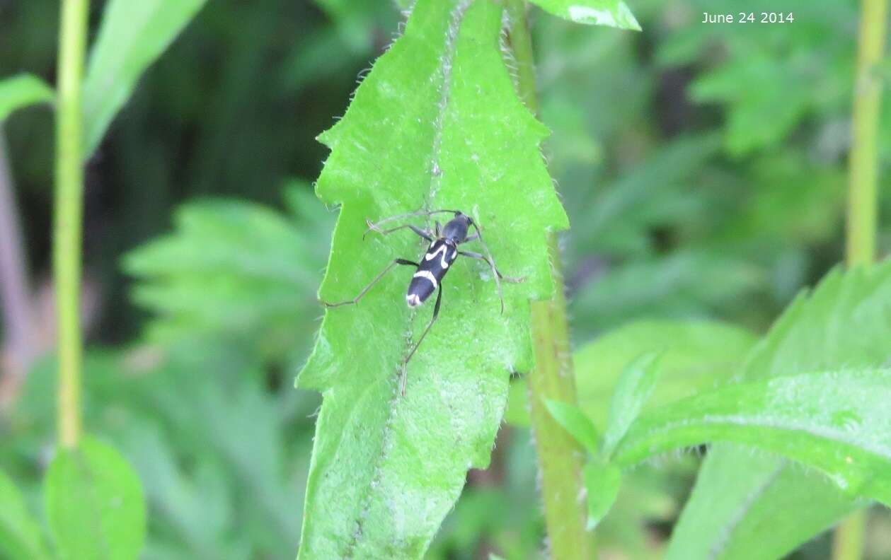 Imagem de Rhaphuma gracilipes (Faldermann 1835)