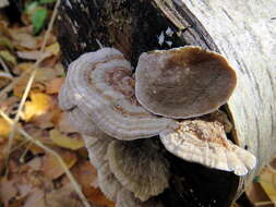 Image of Trametes ochracea (Pers.) Gilb. & Ryvarden 1987