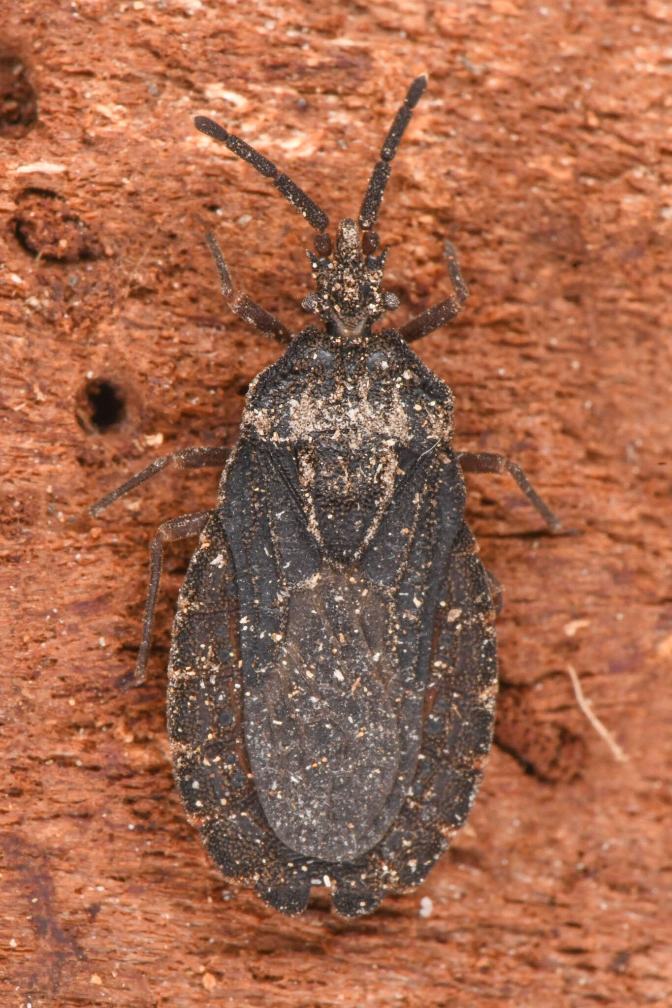 Image of Aradus (Quilnus) heidemanni Bergroth 1906